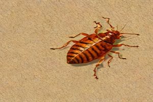 Bed Bugs