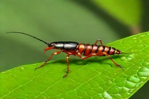 Earwigs