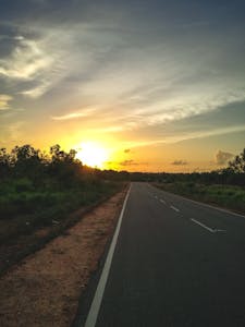 Cockroaches - Green Bones Pest Control